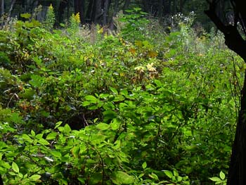 07_1025_y_yamagobo1.jpg