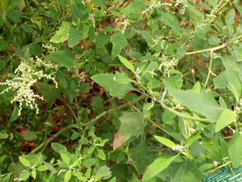 07_1027_siroza3.jpg