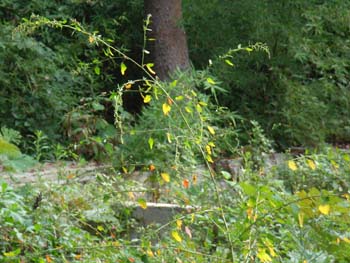 07_1027_siroza6.jpg