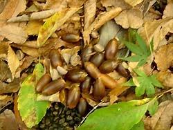 07_1102_donguri.jpg