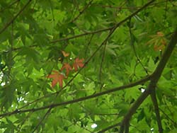 07_1102_moniji.jpg