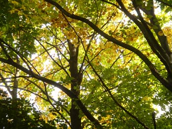 07_1102_yurinoki.jpg