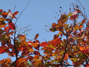 07_1105_natuhaze2.jpg