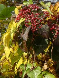 07_1110_gamazumi1.jpg