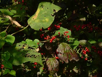 07_1110_gamazumi2.jpg