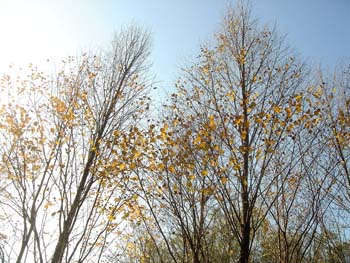 07_1115_katura6.jpg