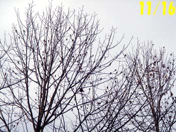 07_1117_yurinoki9.jpg
