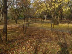 07_1118_otiba.jpg