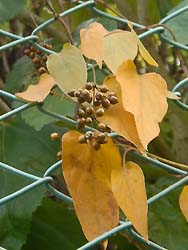 07_1119_satome_b.jpg