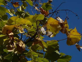 07_1123_aogiri3.jpg