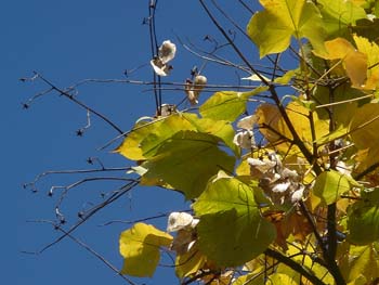 07_1123_aogiri4.jpg