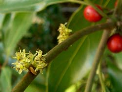 07_1124_sirodamo4.jpg
