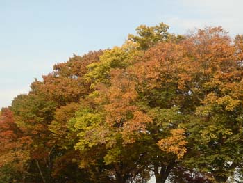 07_1125_keyaki6.jpg