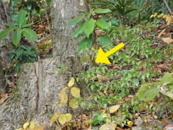 07_1206_kogera1.jpg