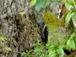 07_1206_kogera2.jpg
