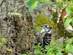 07_1206_kogera4.jpg