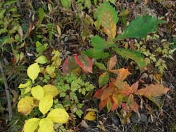 07_1207_tinytrees1.jpg