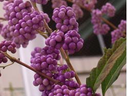 07_1211_komurasaki2.jpg