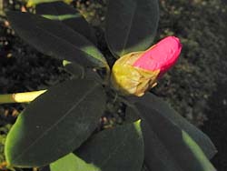 07_1222_shakunage1.jpg