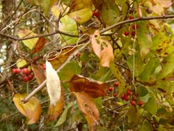 07_1224_sarutori_i1.jpg