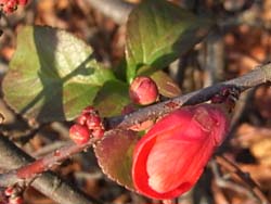 07_1227_boke2.jpg