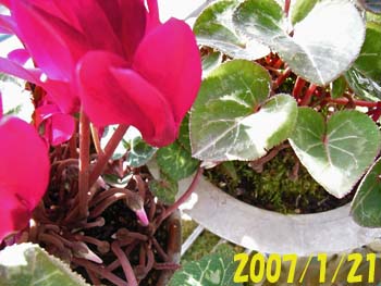 07_1229_cyclamen2.jpg