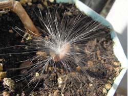 08_0102_gagaimo2.jpg