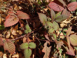 08_0105_kusaitigo2.jpg