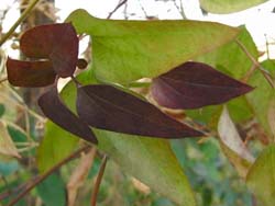 08_0105_sen_ninso3.jpg