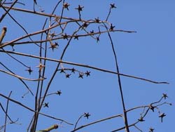08_0106_aogiri1.jpg