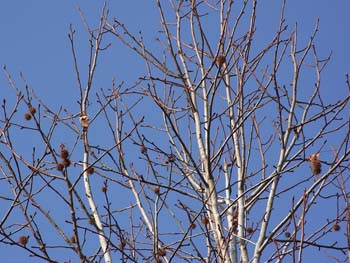 08_0106_moniji_f1.jpg