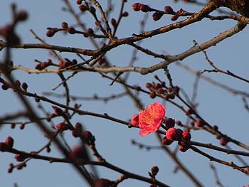 08_0110_koubai3.jpg