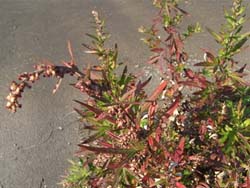 08_0111_yomogi1.jpg