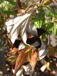 08_0111_yomogi5.jpg