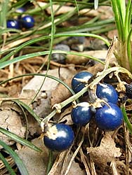 08_0112_janohige2.jpg
