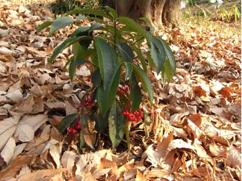 08_0113_man_ryo2.jpg