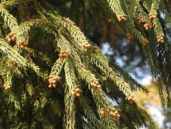 08_0113_sugi1.jpg