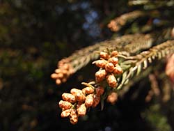 08_0113_sugi2.jpg