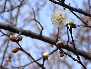 08_0115_hakubai2.jpg