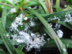 08_0116_hatuyuki1.jpg