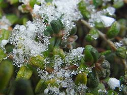 08_0116_hatuyuki3.jpg