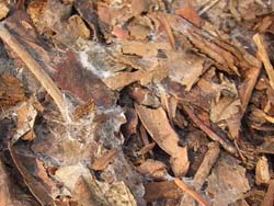 08_0118_kinsi2.jpg