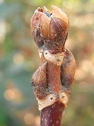 08_0120_koajisai5.jpg