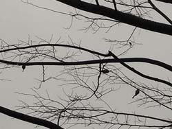 08_0123_littlebird1.jpg