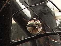 08_0123_littlebird5.jpg