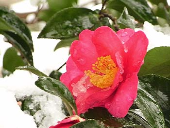 08_0125_sazanka3.jpg