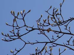 08_0126_h_mokuren2.jpg