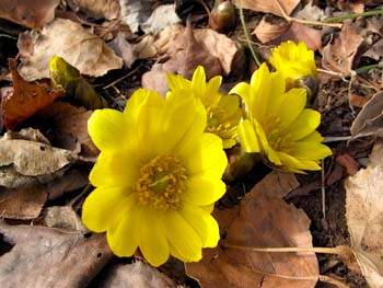 08_0130_fukujuso5.jpg