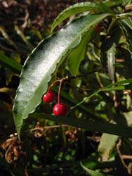 08_0202_manryo1.jpg