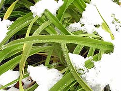 08_0203_yuki1.jpg